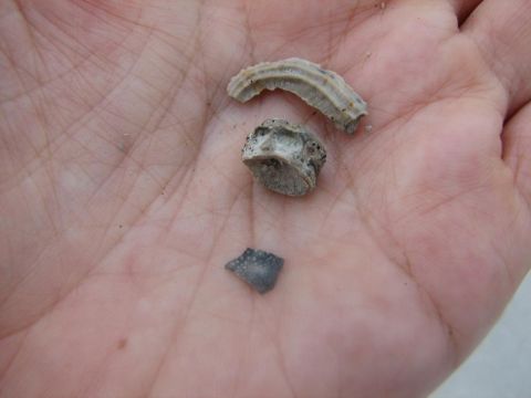 Echinoid fragment, fish vertebra, worm tube