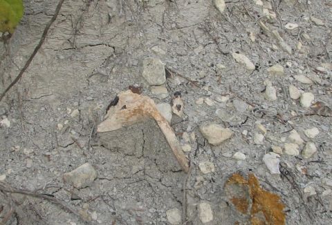 enchodus tooth