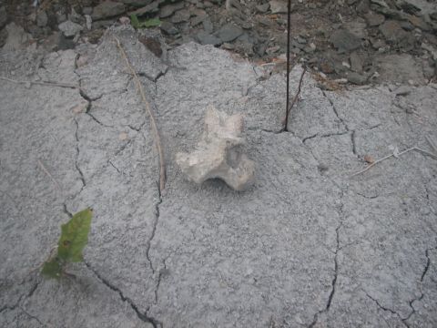 Mosasaur vertebra