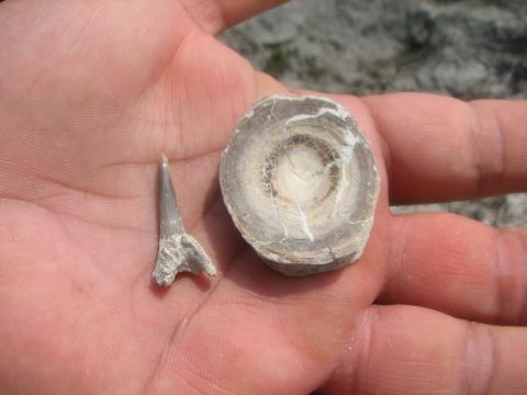 Shark tooth and shark vertebra