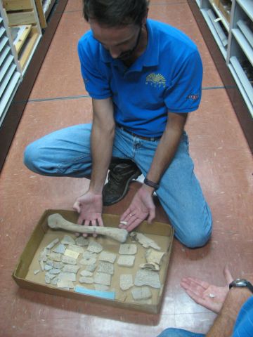 crocodile bones and scutes