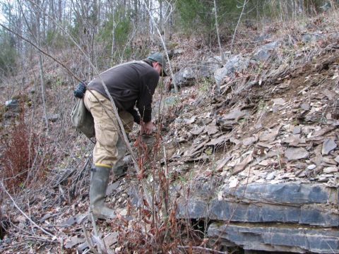 looking for graptolites