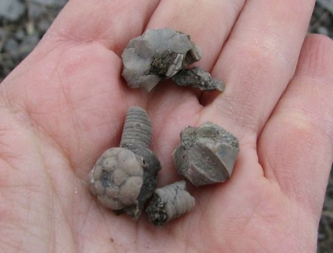 crinoid and blastoid