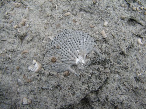 bryozoan fan