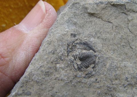 trilobite pygidium