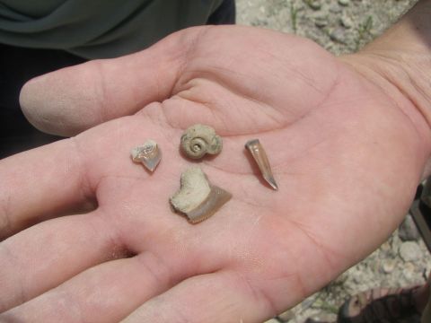 shark teeth, enchodus, gastropod