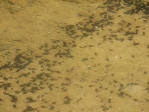 tadpoles