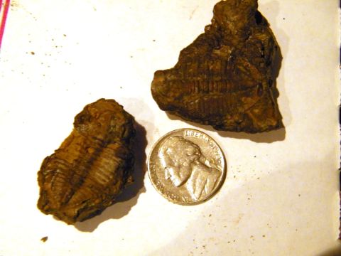 Trilobite