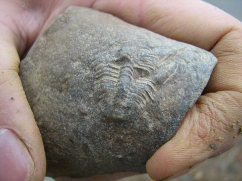 Trilobite