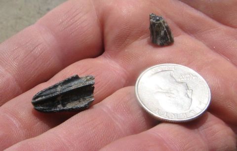 hadrosaur tooth