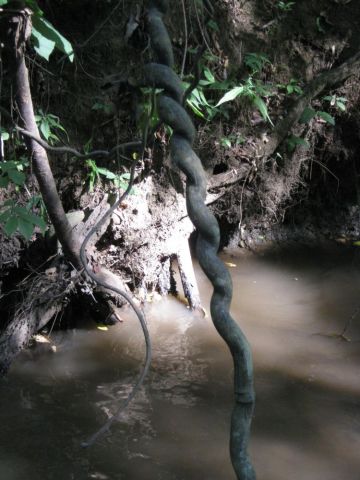 vine in creek