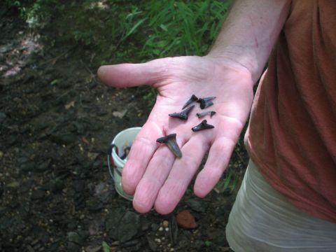 shark teeth