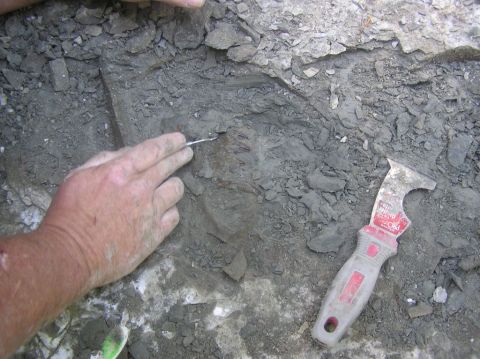 Greg carefully prying off the chalk from the Eotrachodon orientalis dinosaur teeth